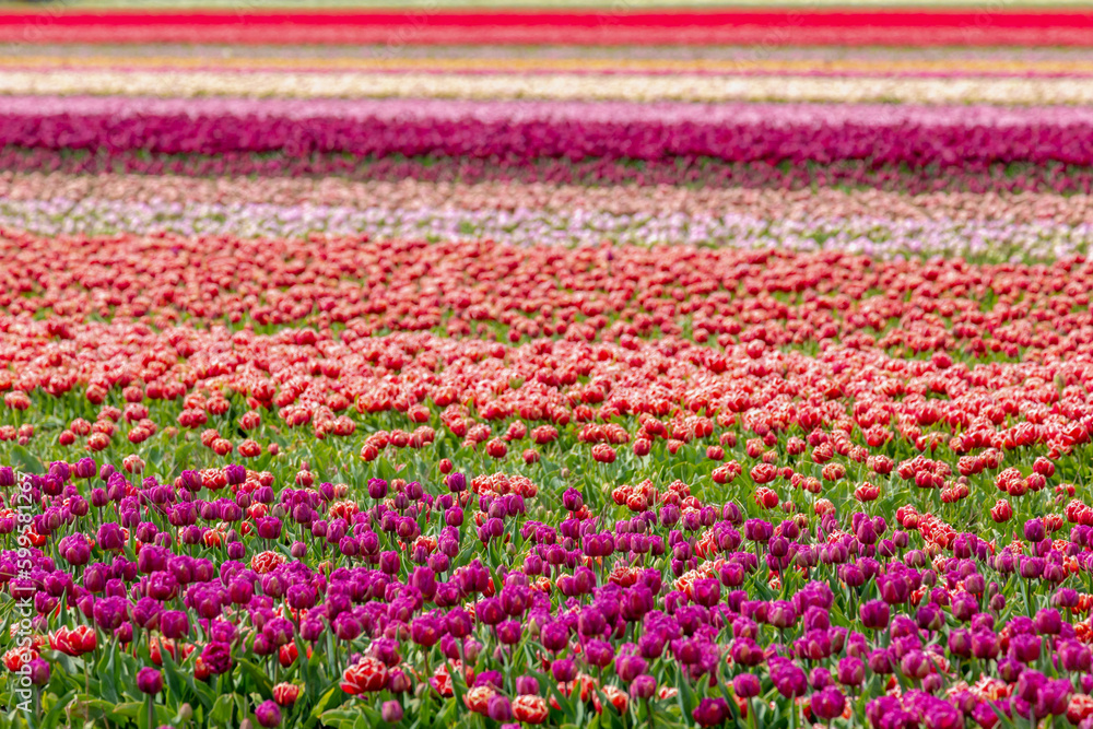 Selective focus row of multi colour tulip in the field, Line of colourful flowers in the farm, Tulips are a genus of perennial herbaceous bulbiferous geophytes, Nature floral background, Netherlands.