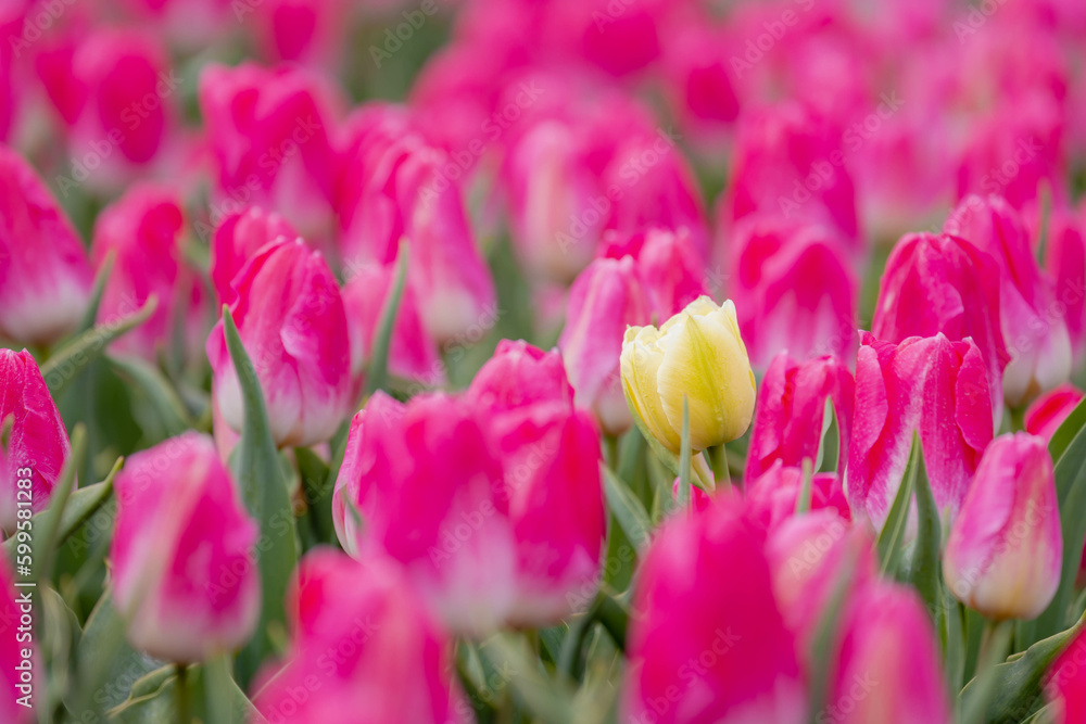 Selective focus of outstanding yellow tulip between purple pink flower in the countryside field, Tulips are a genus of perennial herbaceous bulbiferous geophytes, Nature floral background, Netherlands