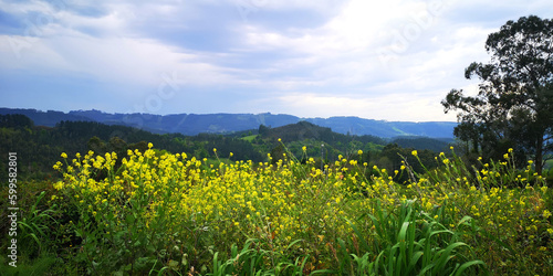 Ein blühendes Rapsfeld im Frühling
