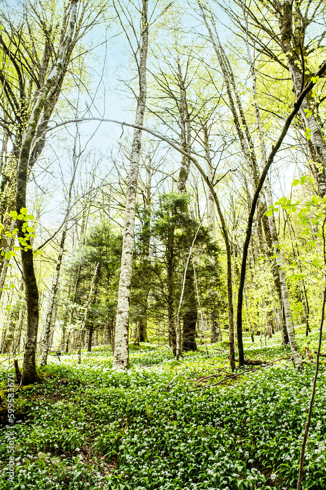 Obraz premium Magnificent landscape of forests in spring near Larrau and Irati in the French Basque country