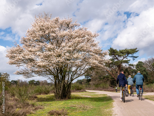 People cycling on bike path and juneberry tree, Amelanchier lamarkii, blooming in spring, Netherlands photo