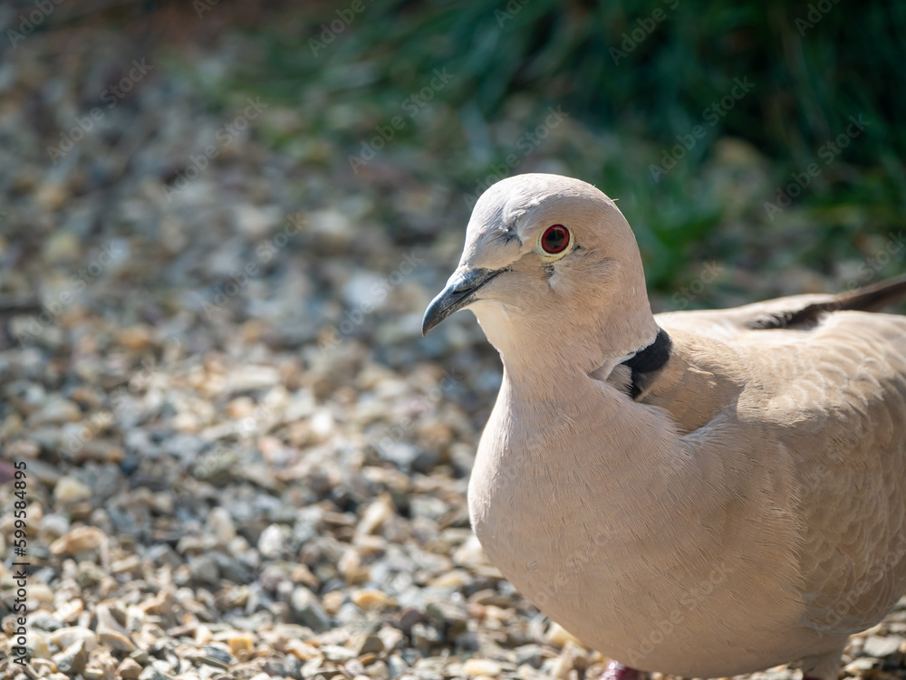 Collared dove, Streptopelia decaocto, Netherlands Collared dove, Streptopelia decaocto, Netherlands