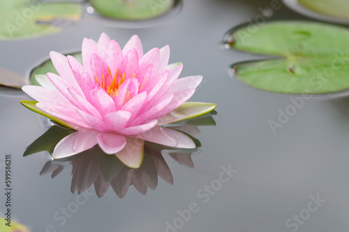 An Attractive Pink Water Lily on a Pond