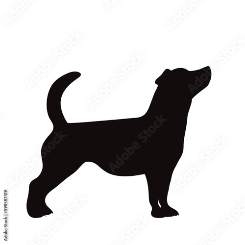 Vector silhouette of jack russell terrier on white background.