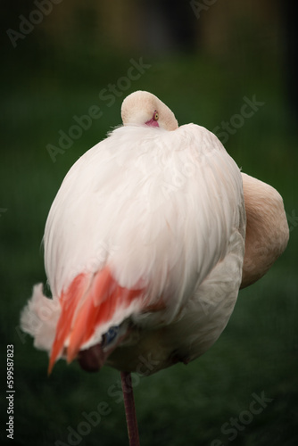 versteckter Flamingo