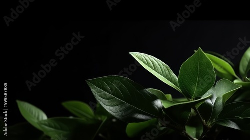 Fresh green organic leaves isolated on black background. AI generated.