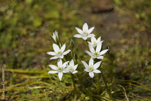 Ornithogalum umbellatum, the garden star-of-Bethlehem, grass lily, nap-at-noon, or eleven-o'clock lady, a species of the genus Ornithogalum, in the Asparagaceae family.