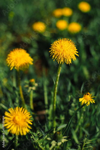 Mother-and-stepmother flowers among the grass. Sunny  spring day. Yellow flower  green grass.