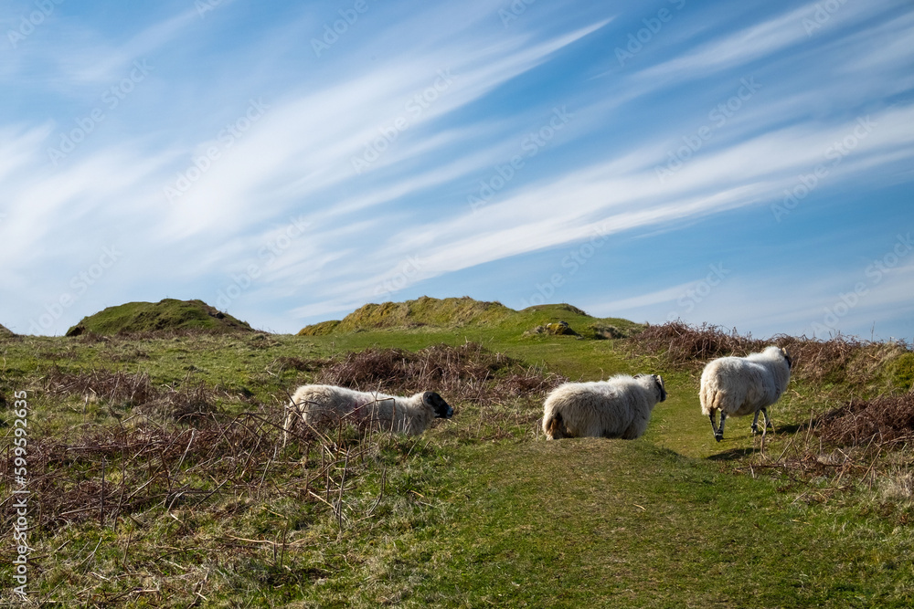 Fototapeta premium Thee sheep in a row on a hilltop in the Isle of Skye