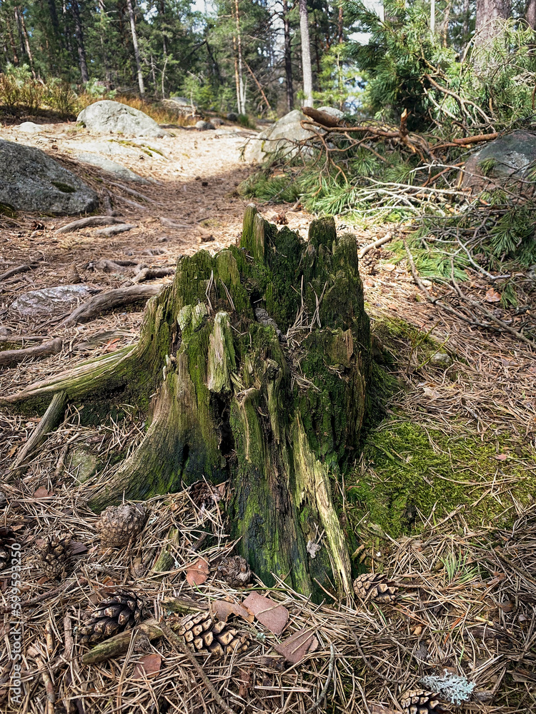 Stump of an old tree in a spring forest on a sunny day Stump of an old tree in a spring forest on a sunny day
