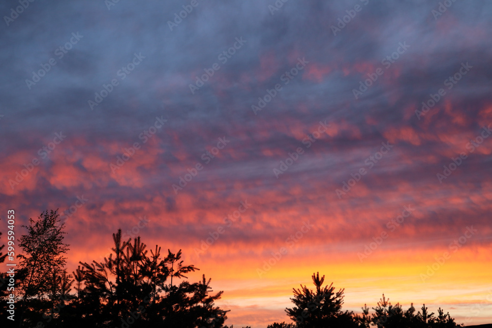 Fototapeta premium Yellow gold sky evening. Dramatic colourful sky at sunset with silhouette of evergreen trees in the foreground