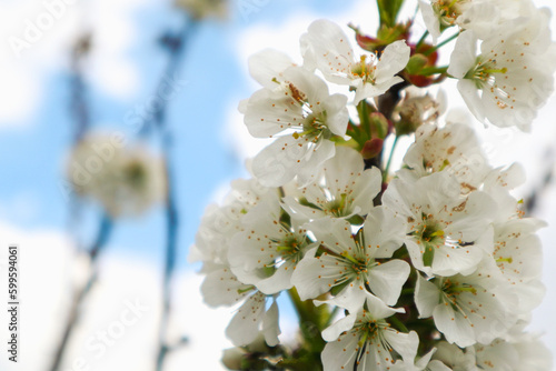 Closeup of spring seasonal cherry blossom white flower on bokeh background.