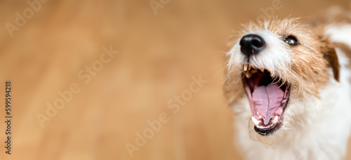 Fotografie Noisy angry active dog barking at home