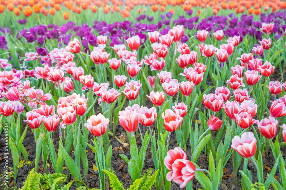 The beautiful red white tulips garden spring is coming spring season backgrounds concept