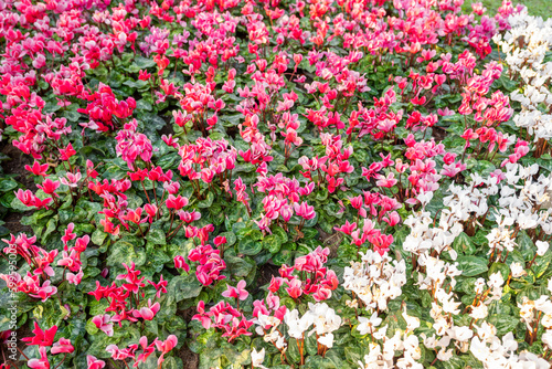 The Cyclamen flowers in garden