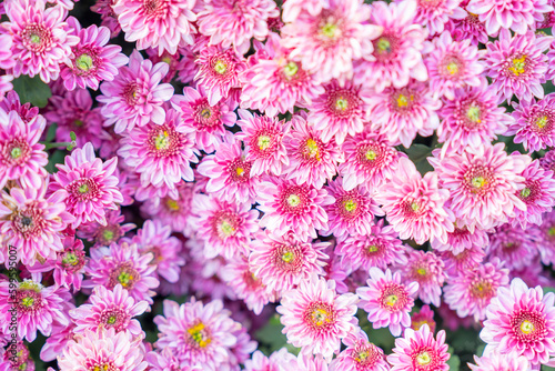 The Soft pink purple Chrysanthemum flowers nature abstract background.