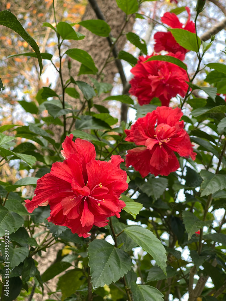 red flowers in the garden red flowers in the garden