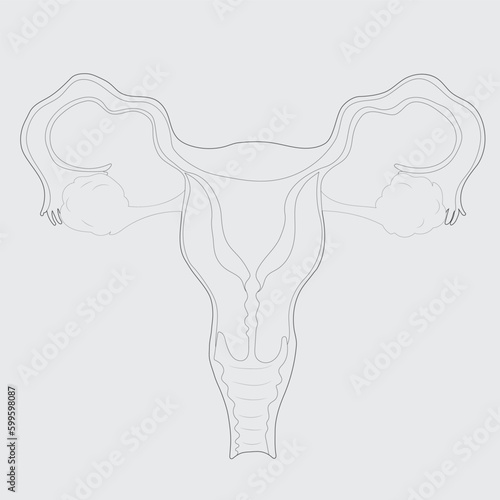 Drawing of Woman uterus in Line art style. Mother Day Minimalist Abstract Illustration for Card, Banner, Poster, Logo Design. Maternity concept. Illustration of Woman Pregnancy. Uterus day.
