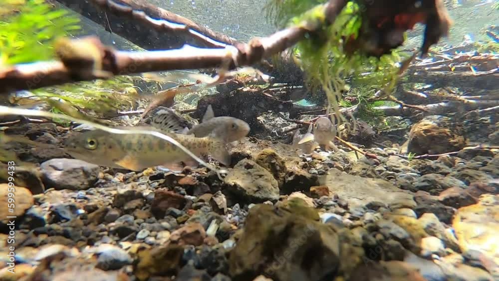 Hokkaido Nishibetsu River Underwater Video Yamame trout, black trout, rainbow trout