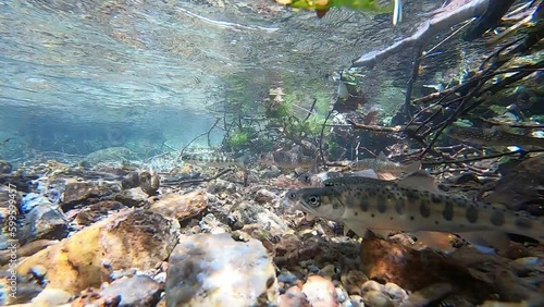 Hokkaido Nishibetsu River Underwater Video Yamame trout, black trout, rainbow trout