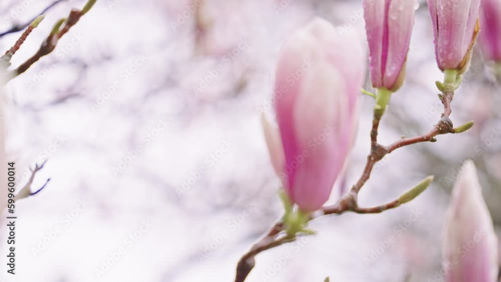 Beautiful pink magnolia flowers on a blooming tree Beautiful pink magnolia flowers on a blooming tree