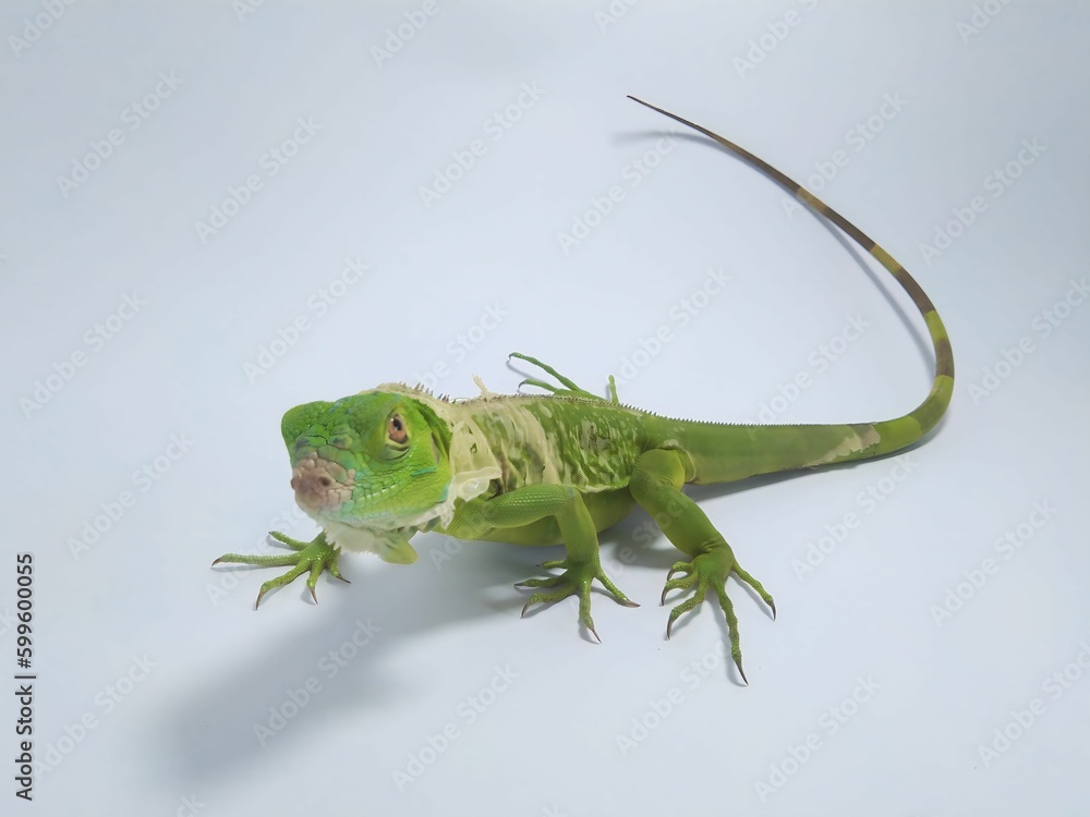 Fototapeta premium Young iguanas molt in a studio isolated on a white background