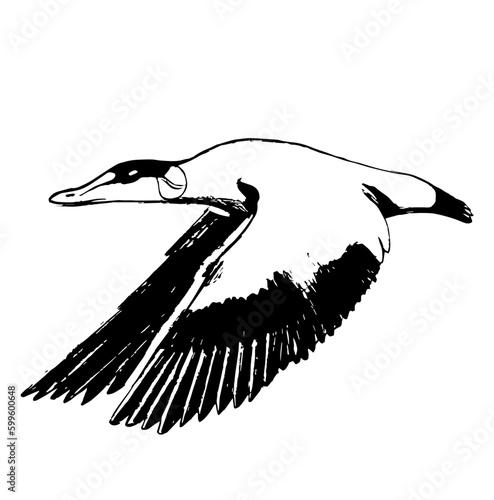 Eider à duvet
