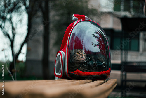 Scottish cat sits in a transparent backpack and looks up photo