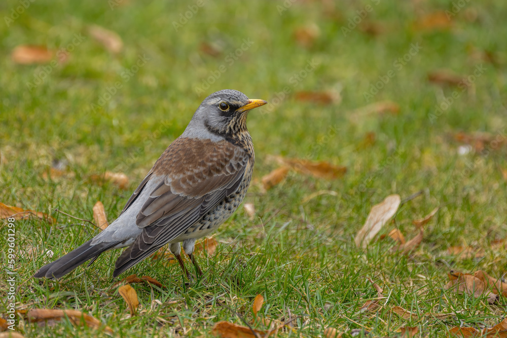 Obraz premium Fieldfare