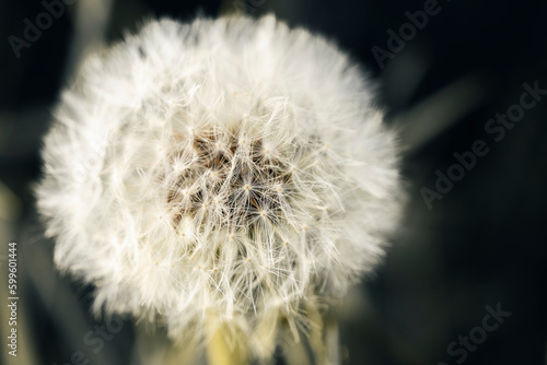 dandelion seed head with drops