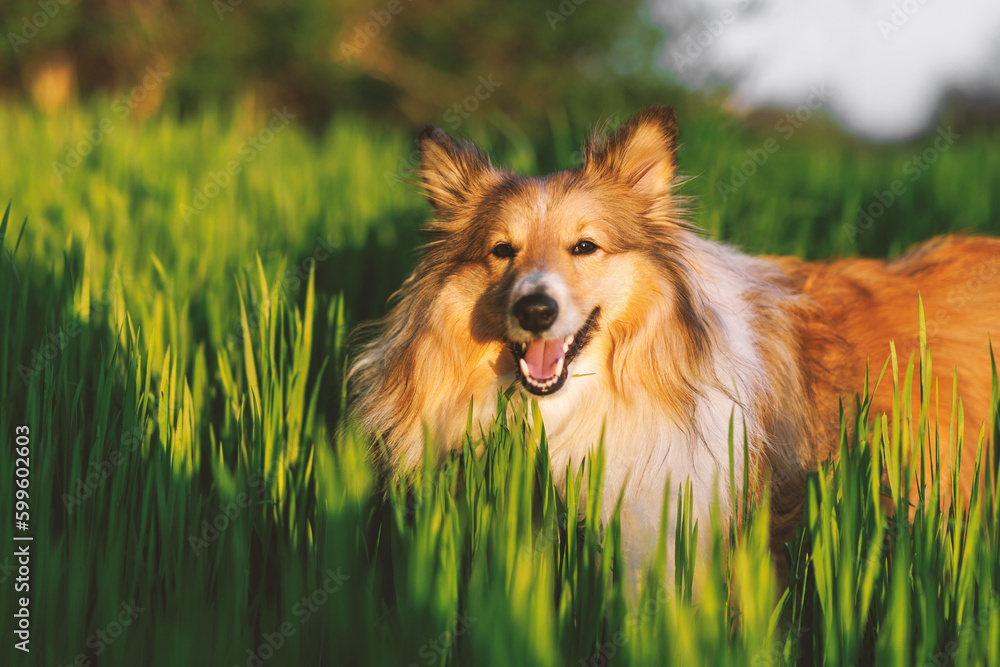 Shetland Sheepdog in the green meadow. Shetland Sheepdog in the green meadow.