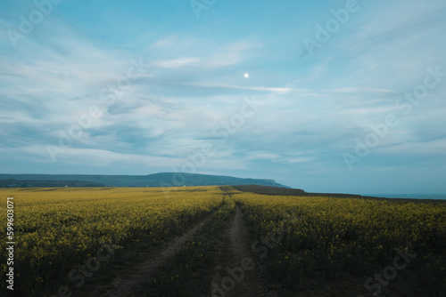 The setting sun above a field of yellow flowers