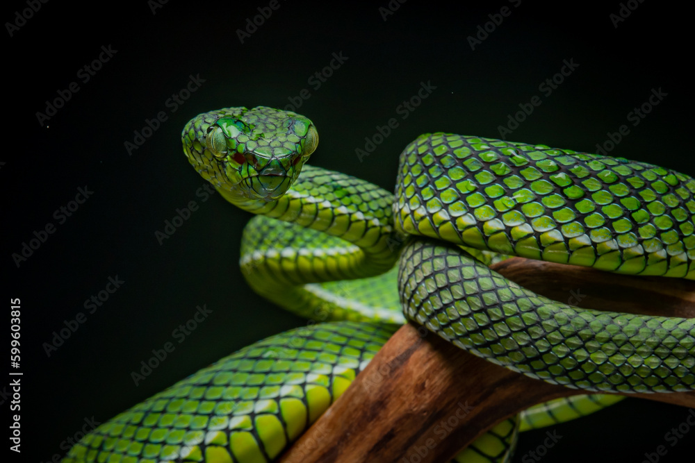 Fototapeta premium Portrait of a new species of green pit viper, Trimeresurus Calamitas native to nias Island of Indonesia with solid black background