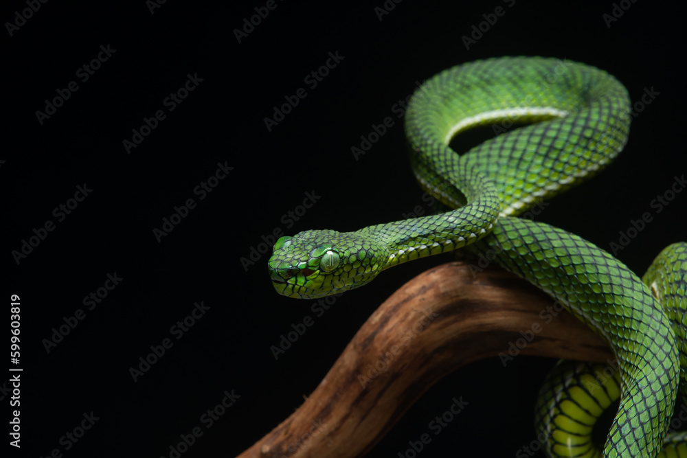 Fototapeta premium Portrait of a new species of green pit viper, Trimeresurus Calamitas native to nias Island of Indonesia with solid black background