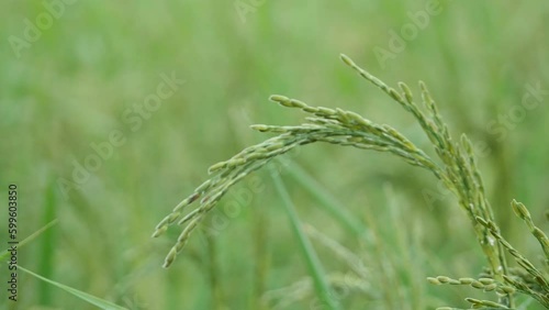 close up of  green rice paddy field