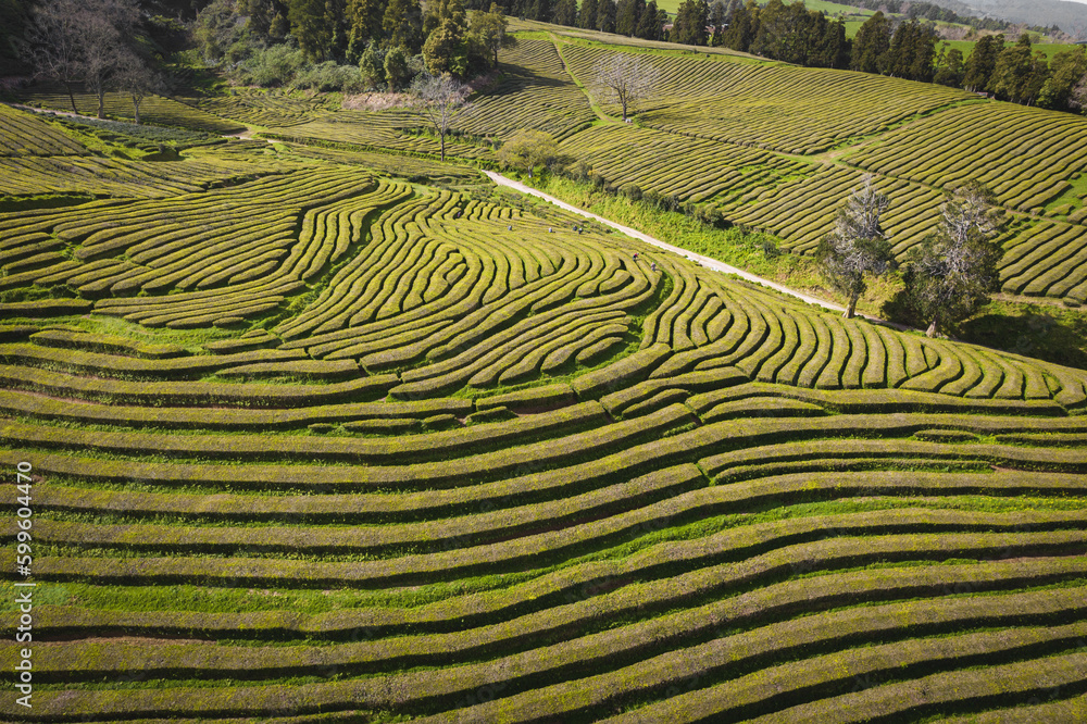 Aerial view of a tea garden, Tea plantation on Sao Miguel Island