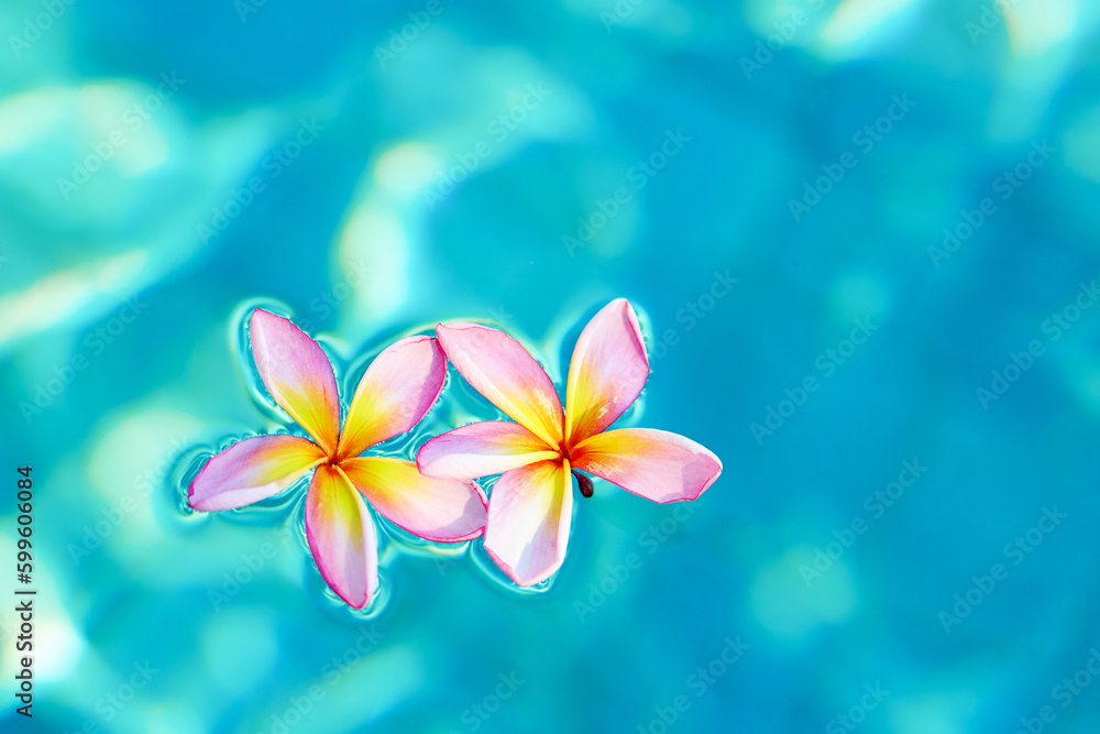 Frangipani flowers floating in blue water Frangipani flowers floating in blue water