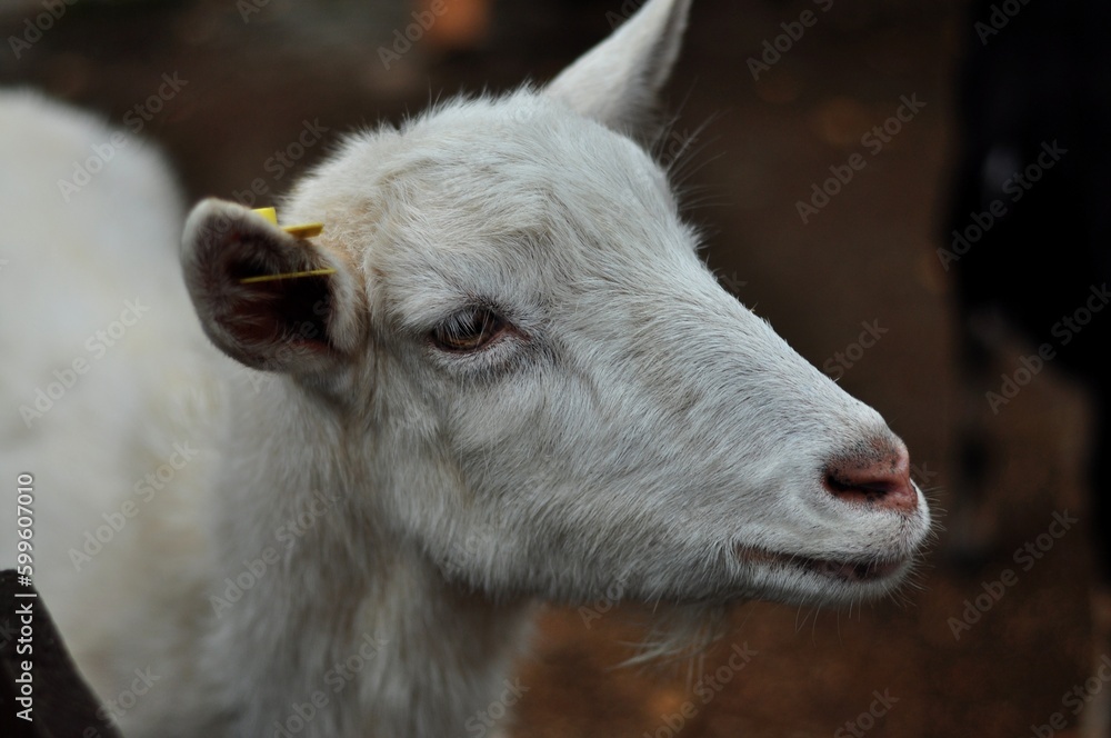 Animals are a traditionally (since the time of Aristotle) distinguished category of organisms, currently considered as a biological kingdom. Animals are the main object of zoology study. Animals are a traditionally (since the time of Aristotle) distinguished category of organisms, currently considered as a biological kingdom. Animals are the main object of zoology study.