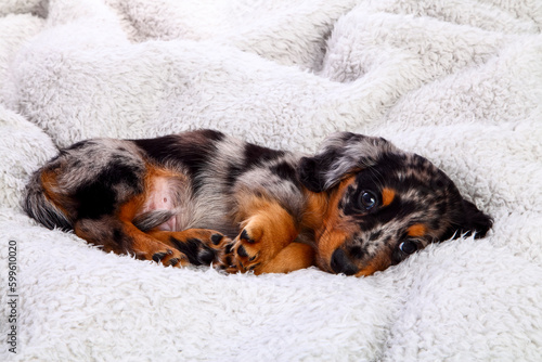 Sleepy dapple dachshund puppy laid on a grey fleece