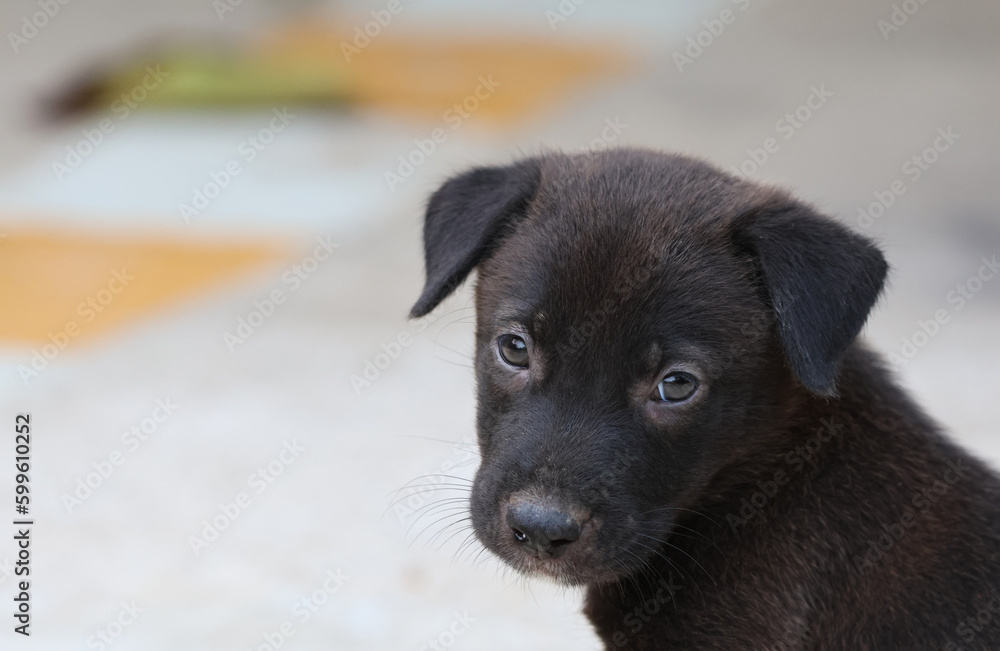 The eyes of domestic puppy looking at the camera, with short hair and black color