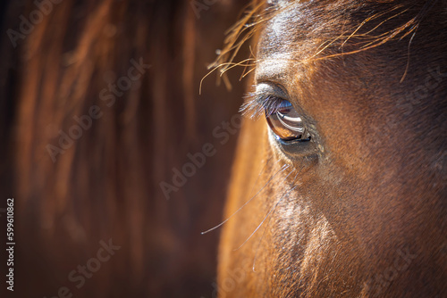 Eye of a Horse