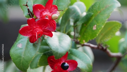 Bud of Mickey mouse flower (Ochna kirkii Oliv) with green leaves