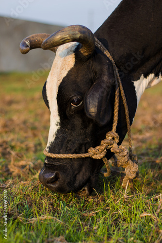 Black and white cow eating grass.