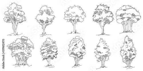Set of hand drawn architect trees. Tree Sketch Architectural illustration landscape