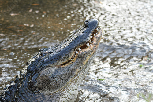 alligator at Circle B Bar Reserve, Polk County Florida photo