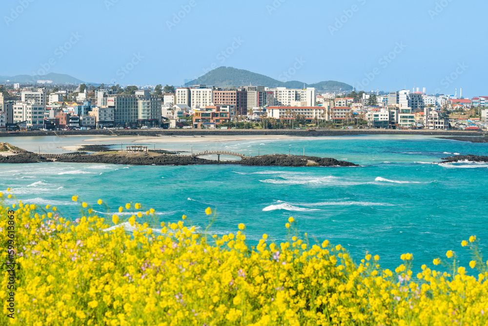 Hamdeok Beach, Jeju, South Korea, where you can see beautiful mountains, blue sky, and yellow canola flowers - obrazy, fototapety, plakaty 