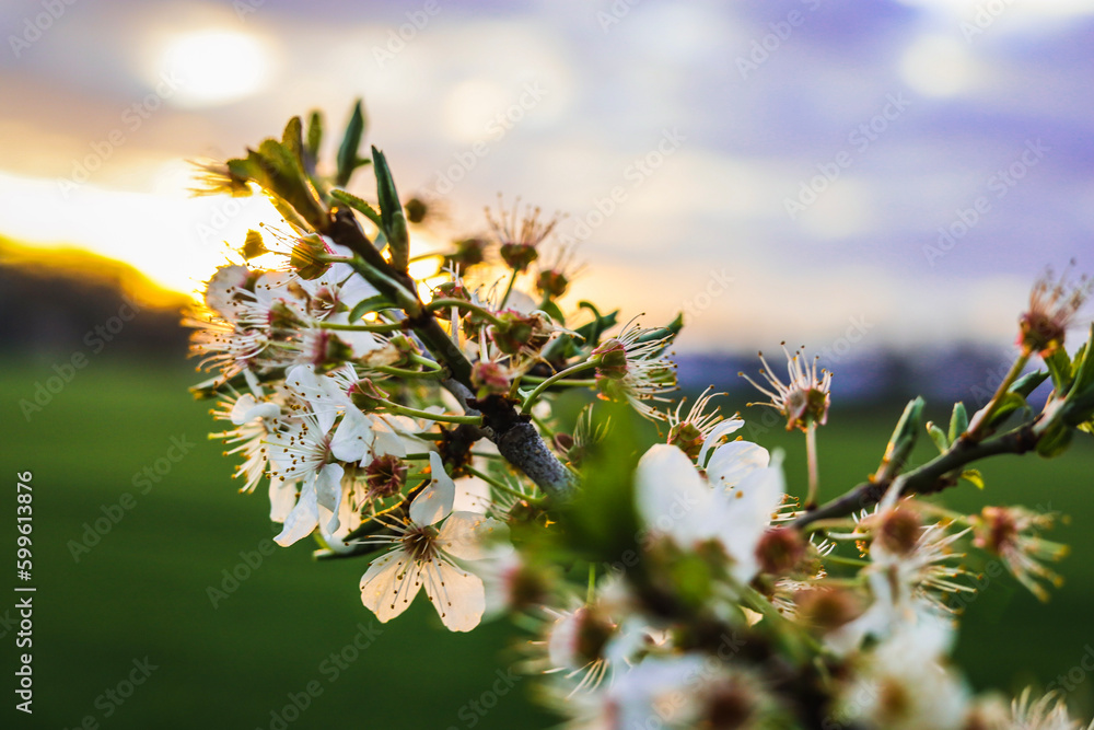 Fototapeta premium flowers in the morning