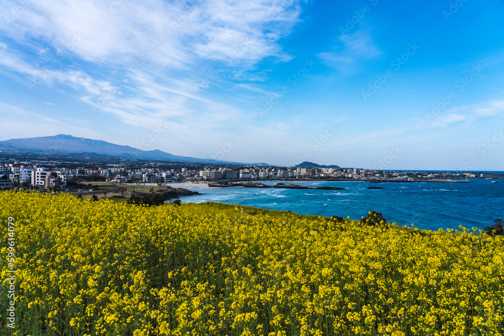 Hamdeok Beach, Jeju, South Korea, where you can see beautiful mountains, blue sky, and yellow canola flowers Hamdeok Beach, Jeju, South Korea, where you can see beautiful mountains, blue sky, and yellow canola flowers