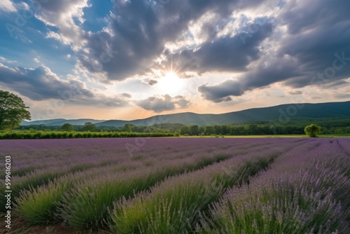 lavender field blooming in the sunlight  with dramatic sky in the background  created with generative ai