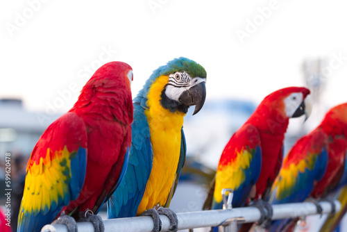 Close up of colorful scarlet macaw parrot pet perch on roost branch with blue clear sky background